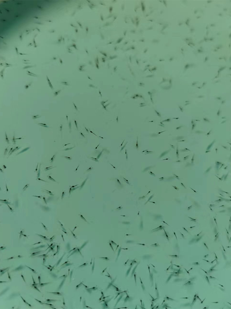 南美白對(duì)蝦