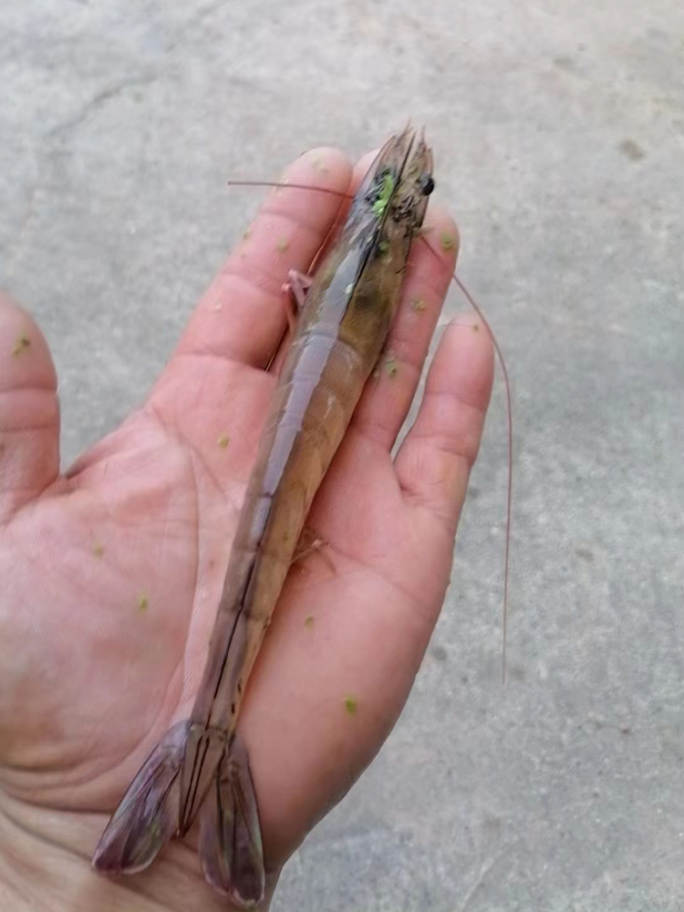 南美白對(duì)蝦